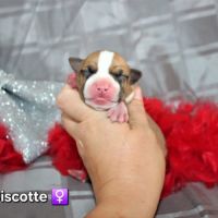 Chiots american staff lof (règlement 3 fois ok)