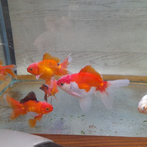 Poisson rouge asiatique oranda #2