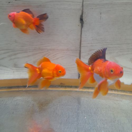 Poisson rouge asiatique oranda