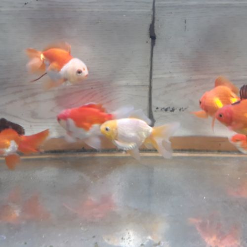 Poisson rouge asiatique oranda #4