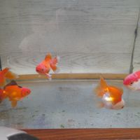 Poisson rouge asiatique oranda #1
