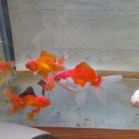 Poisson rouge asiatique oranda #2