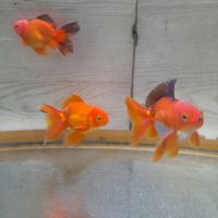 Poisson rouge asiatique oranda #0