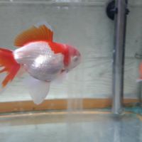 Poisson rouge asiatique oranda #5