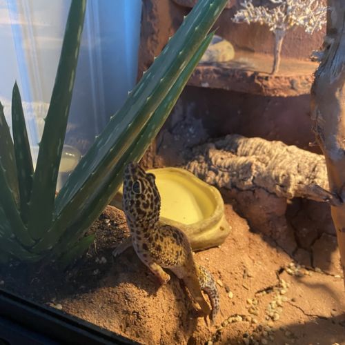 Femelle gecko leopard