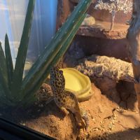 Femelle gecko leopard