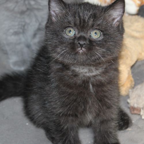 Chatons british shorthair à réserver #2
