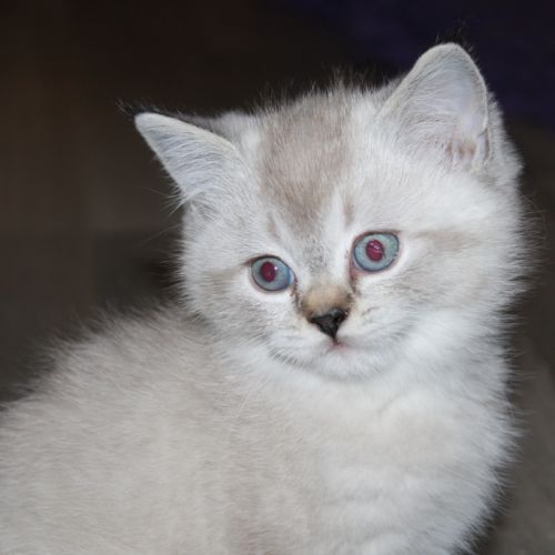 Chatons british shorthair à réserver #3