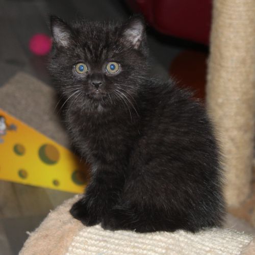 Chatons british shorthair à réserver #4