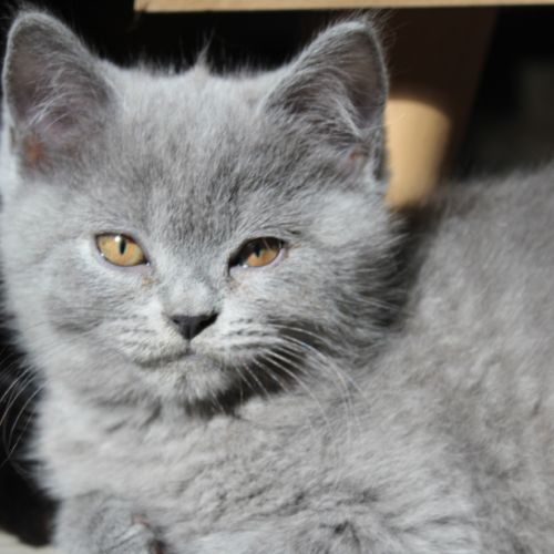 Chatons british shorthair à réserver