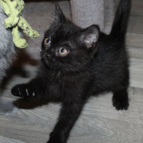Chatons british shorthair