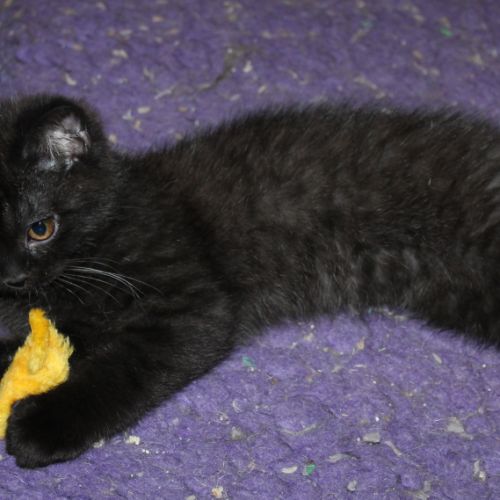 Chatons british shorthair #3