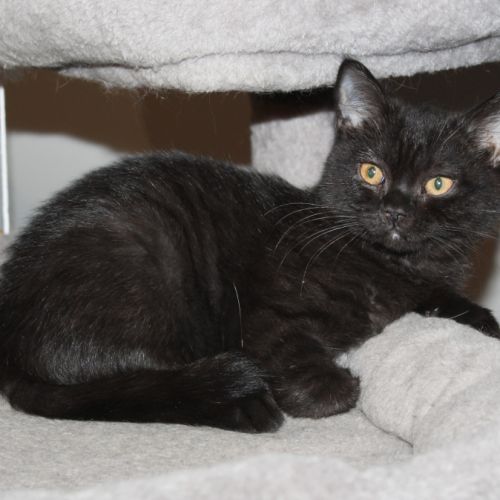 Chatons british shorthair #4