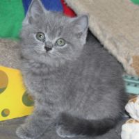 Chatons british shorthair à réserver #0