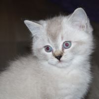 Chatons british shorthair à réserver #3