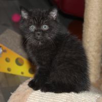 Chatons british shorthair à réserver #4