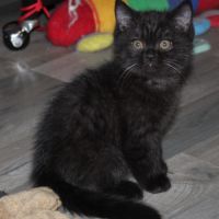 Chatons british shorthair