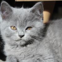 Chatons british shorthair à réserver