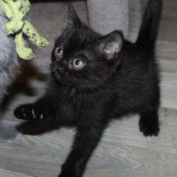 Chatons british shorthair