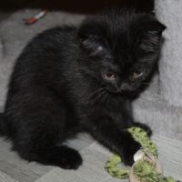Chatons british shorthair #2