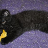 Chatons british shorthair #3