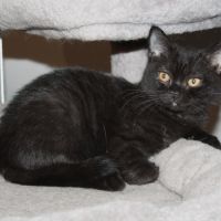 Chatons british shorthair #4