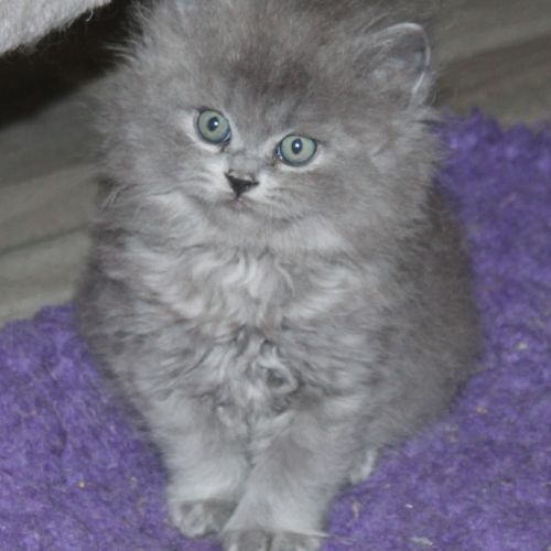 Chaton british longhair à réserver