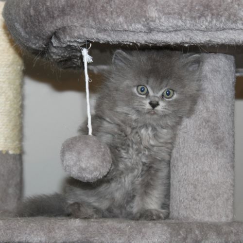 Chaton british longhair à réserver #2
