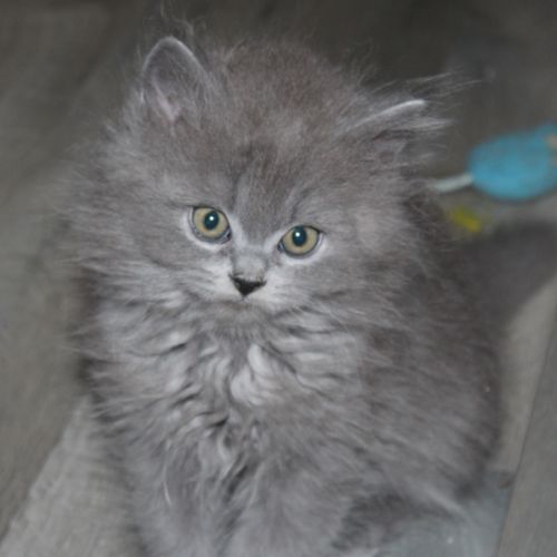Chaton british longhair à réserver