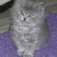 Chaton british longhair à réserver #0