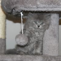 Chaton british longhair à réserver #2