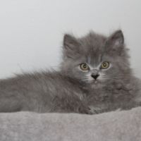 Chaton british longhair à réserver
