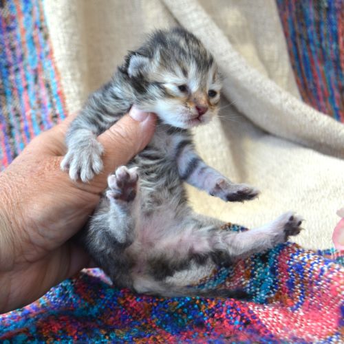 3 pti cœurs tendres #2