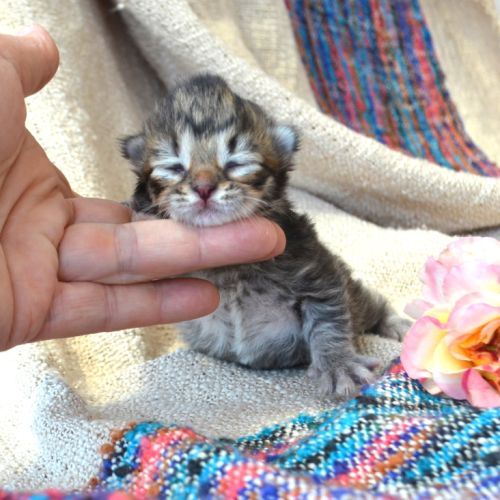 3 pti cœurs tendres #3