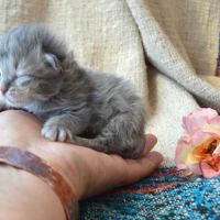 3 pti cœurs tendres #0