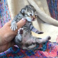 3 pti cœurs tendres #2