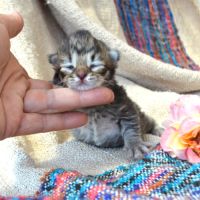 3 pti cœurs tendres #3