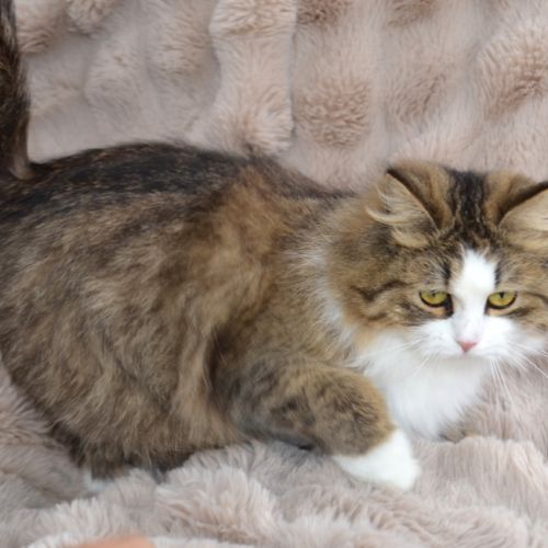 Femelle siberienne retraite #1