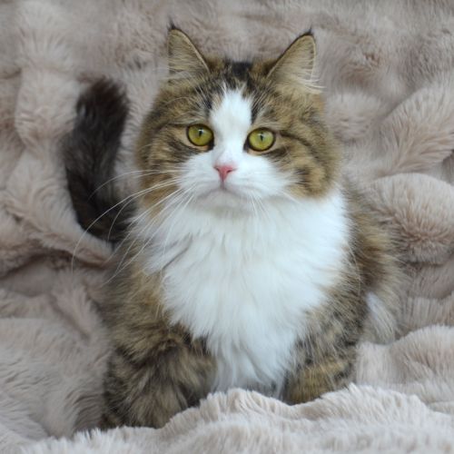 Femelle siberienne retraite