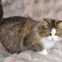 Femelle siberienne retraite #1