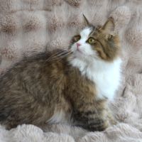 Femelle siberienne retraite #2