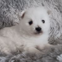 Chiot spitz