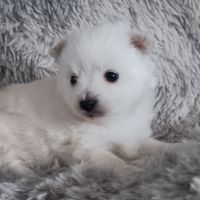 Chiot spitz #2