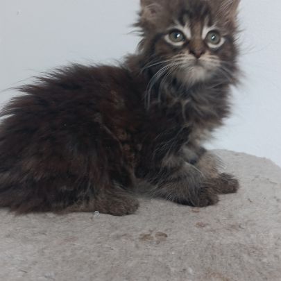 Chaton maine coon #3
