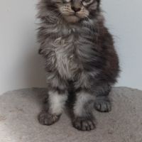 Chaton maine coon #5