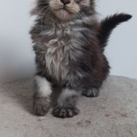 Chaton maine coon #6
