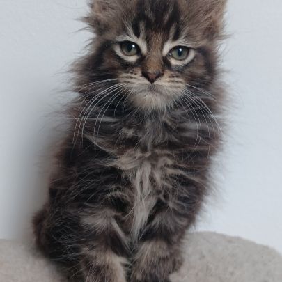 Chaton maine coon loof