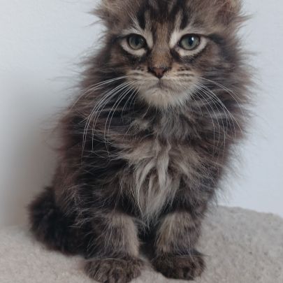 Chaton maine coon loof #5