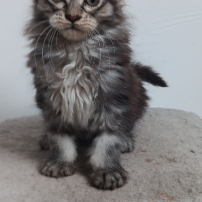 Chaton maine coon loof #8