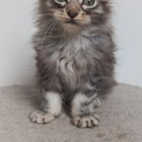 Chaton maine coon loof #2